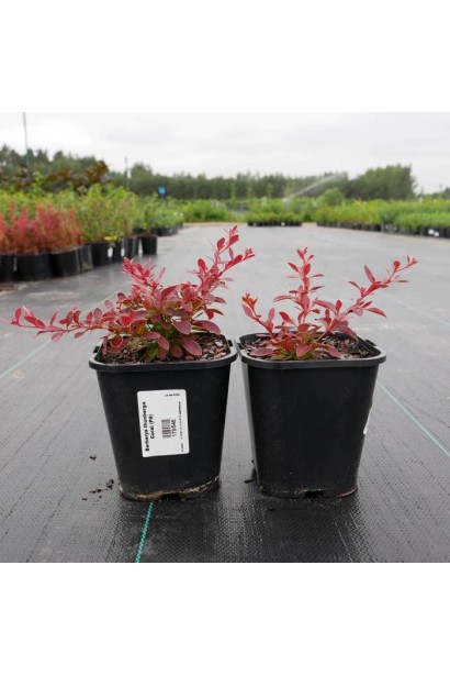 Барбарис тунберга Коралл в горшке Р9